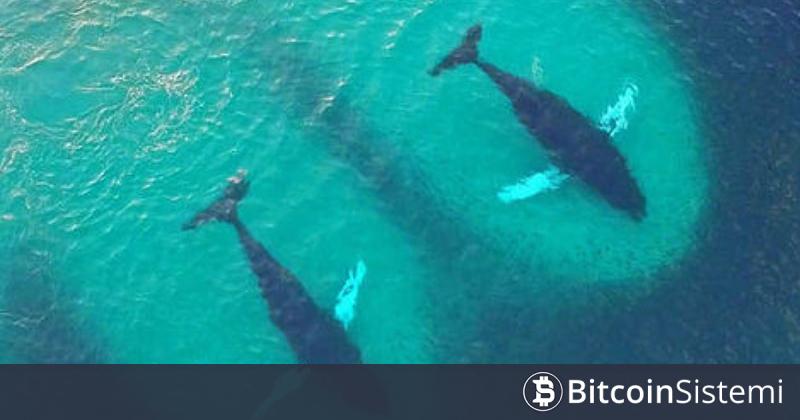 Büyük Balinalar Hareketli: İki Altcoin Seçtiler, Long Pozisyon Açıyorlar!